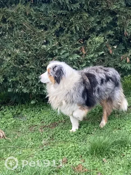 Chien trouvé près de Herry sans ID - photo