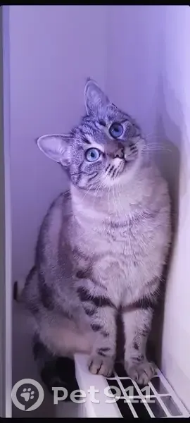 Chat Siamoise Perdue à Angers - photo