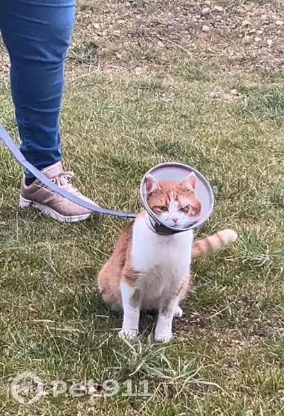 Alerte: Sun, chat roux/blanc, perdu - photo
