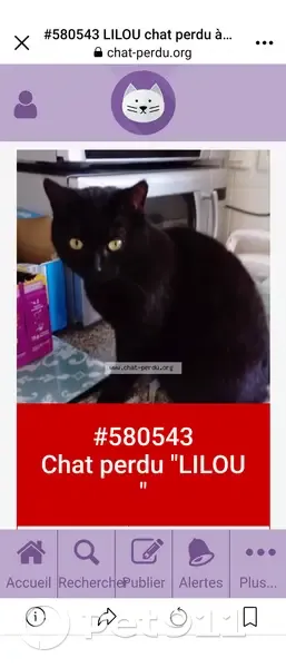 Chatte Lilou noire perdue - photo