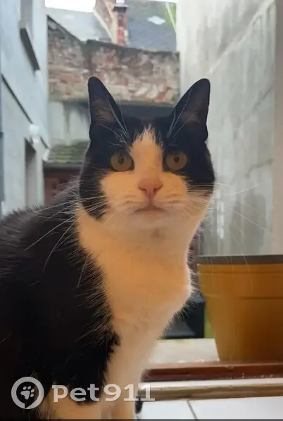 Chatte noire/blanche perdue, Mœuvres - photo