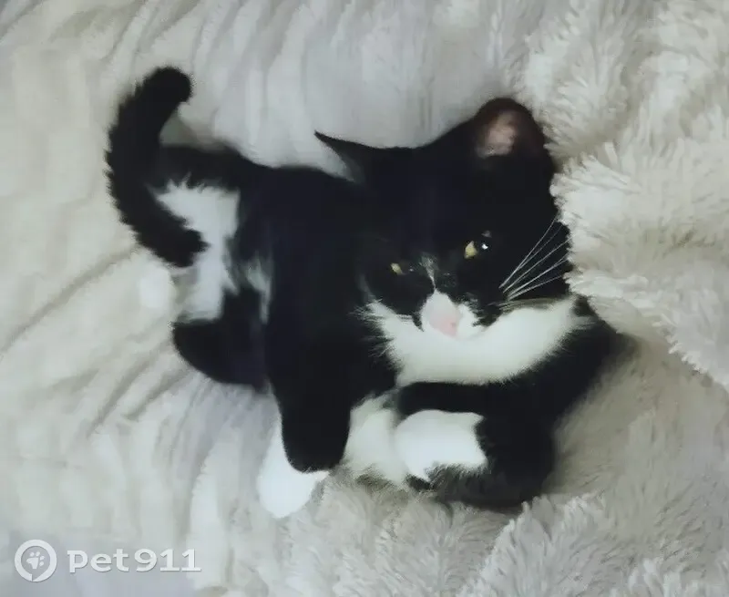 Chatte craintive noire perdue - photo