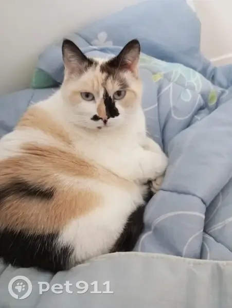 Chatte blanche tachetée perdue - photo