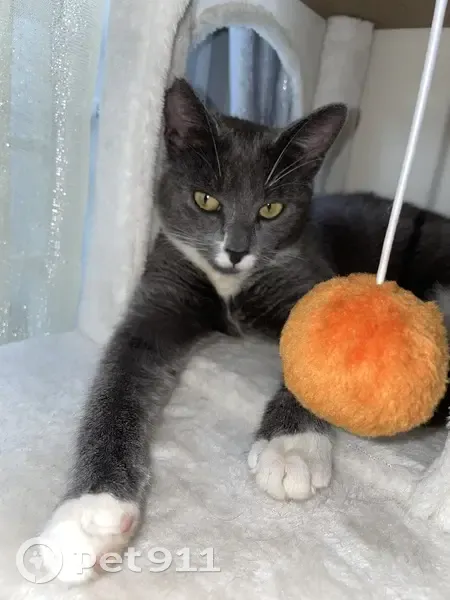 Chatte perdue près Clinique Vauban - photo