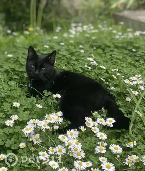 Chat noir Piccolo perdu à Bois-Colombes - photo