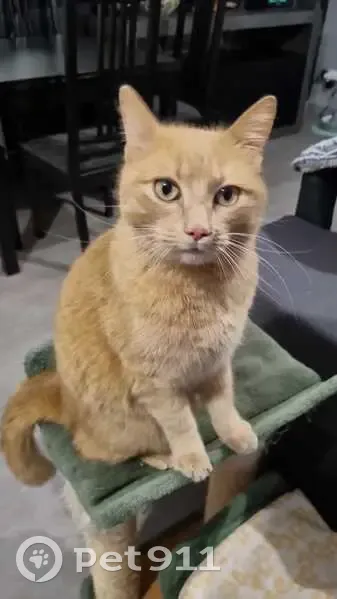 Lucky, chat roux perdu, Pontchy - photo