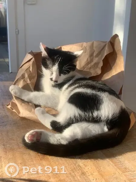 Chaton noir/blanc perdu à Leers - photo