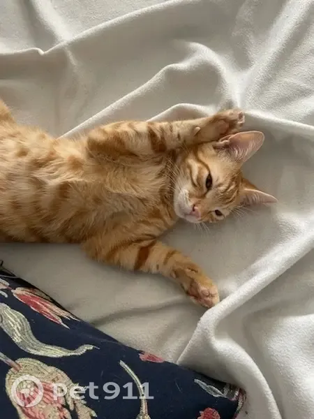 Chaton roux tigré perdu à Marseille - photo
