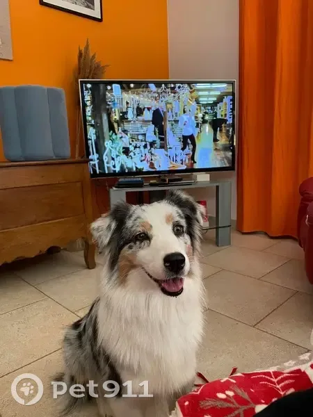 Arya, Berger Australien Perdu - photo