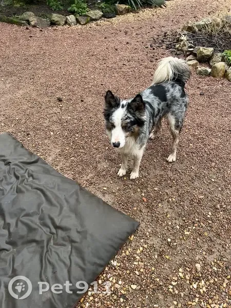 Chien croisé trouvé à Pensol - photo