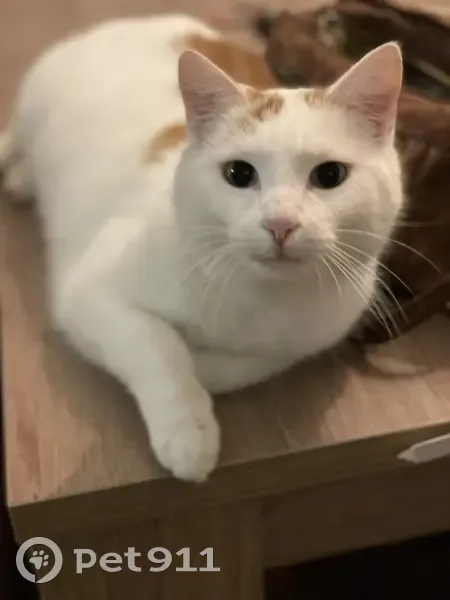 Chat roux et blanc perdu à Saint-Lô - photo