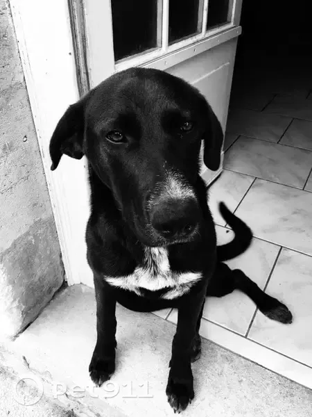 Chienne perdue près des Champis - photo