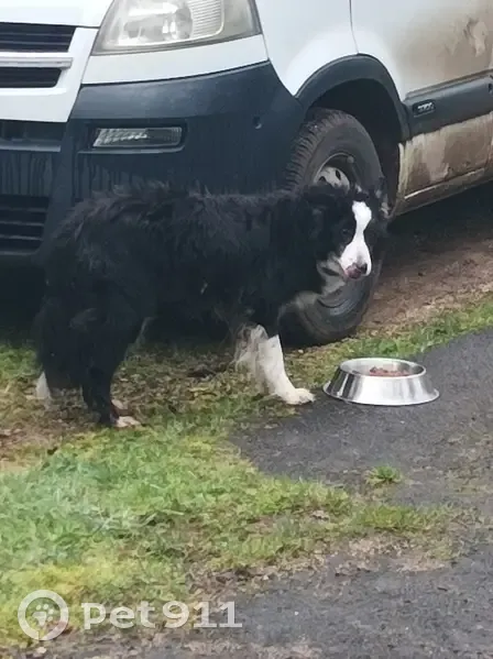 Chien âgé trouvé à Orliaguet - photo