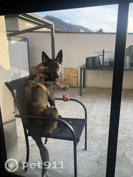 Alerte: Malinois Ulya perdue - photo