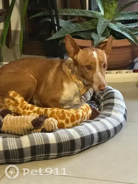 Alerte: Petite Podenco Marron Perdue - photo