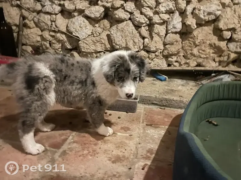 Chiot Berger Australien Perdu - photo