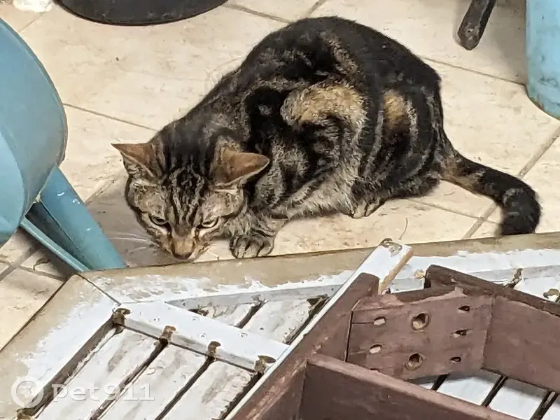 Chat Perdu en Lorraine - photo