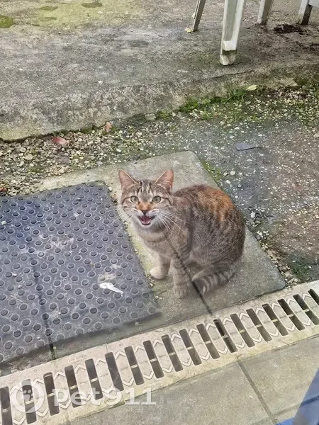 Chaton tacheté trouvé à Plouider - photo