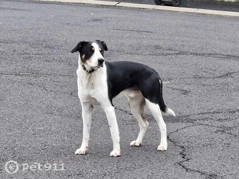 Chien noir et blanc perdu - photo