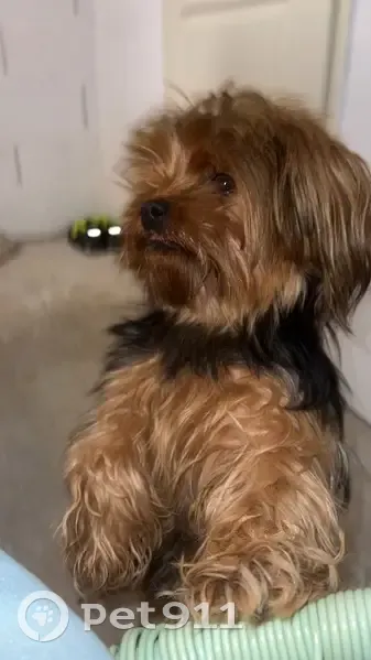 Chiot perdu à Marçay - Collier - photo