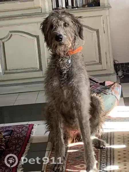 Irish Wolfhound perdue à Conques - photo