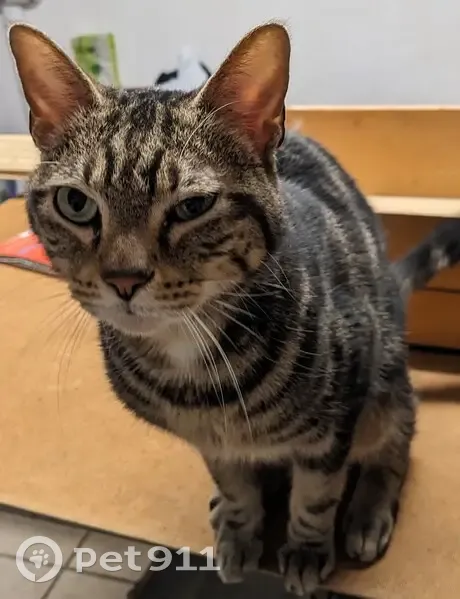 Chat trouvé câlin à Metz - photo