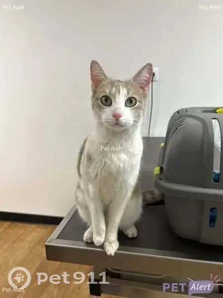 Chatte sociable trouvée à Limoges - photo