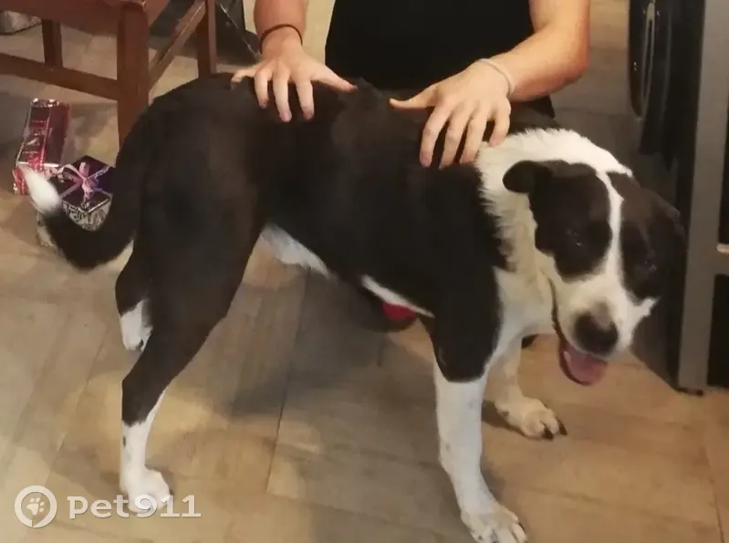 Chien Berger Perdu à Coaraze - photo