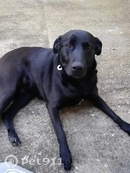 Chienne noire trouvée à Lauzerte - photo