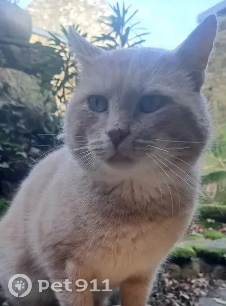 Chat castré beige perdu à Ploërmel - photo
