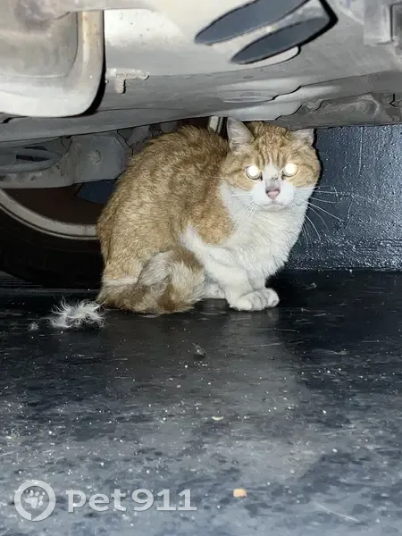 Chat perdu à Thiais retrouvé - photo
