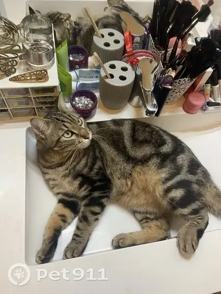 Chat Hélios perdu à Toulouse - photo