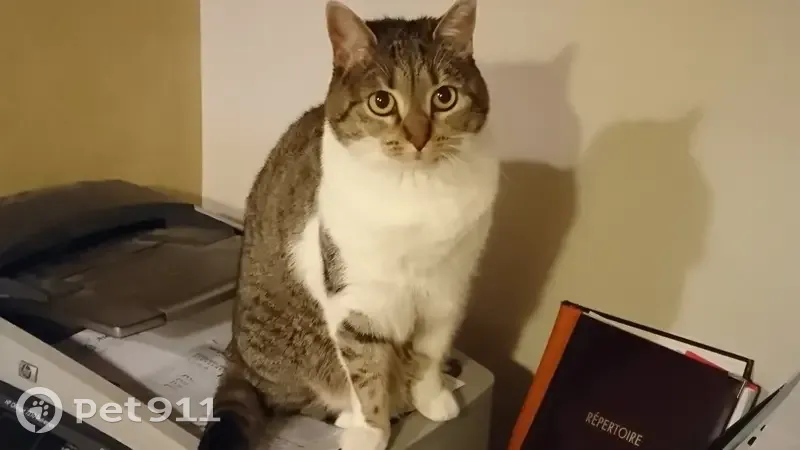 Chatte tigrée perdue à Duingt - photo