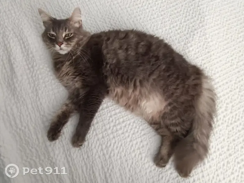Chat gris tigré perdu à Brest - photo