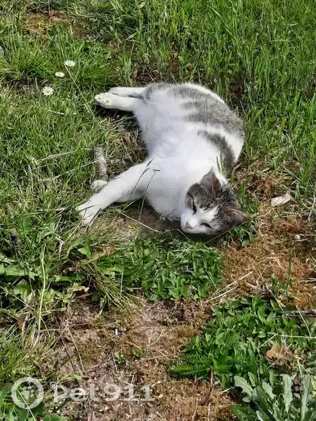 Chat blanc tigré perdu à St-Ovin - photo