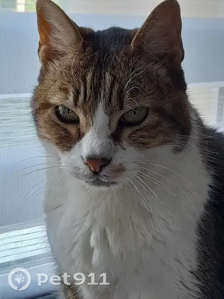 Chat rayé disparu à Charentay - photo