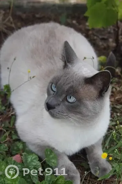Chat siamois perdu à Veauche - photo