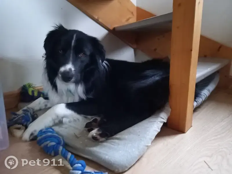Chien Border collie perdu à Habère-Poche - photo