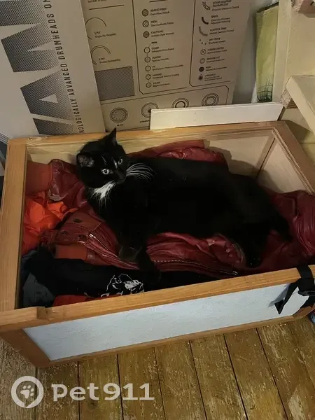 Chat noir Joe disparu à Amiens - photo