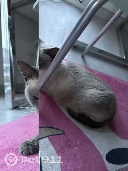 Chat Birman retrouvé à Vergèze - photo