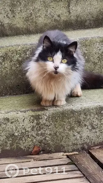 Chat perdu à Franqueville-Saint-P - photo