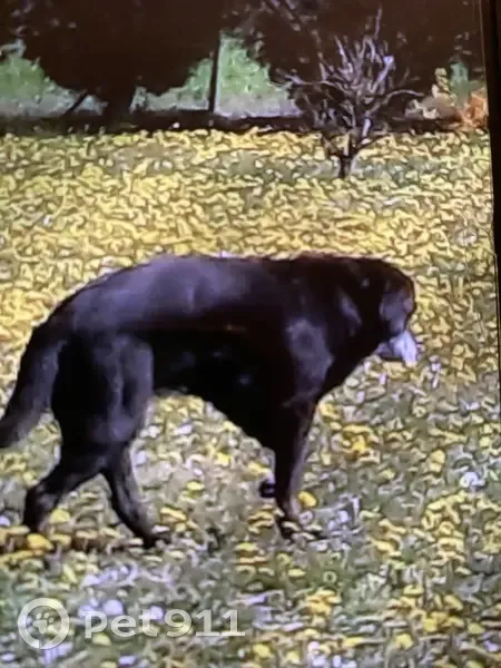 Labrador âgé et sourd perdu - photo