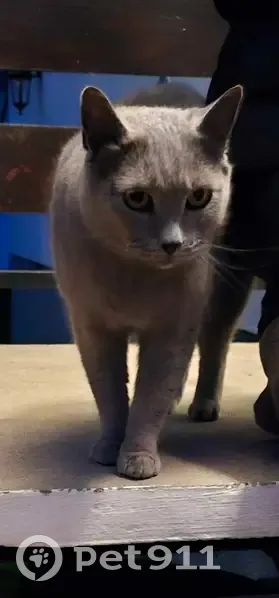 Chat gris européen trouvé à Reims - photo