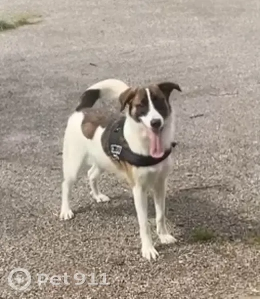 Recherche Falco, chien perdu - photo