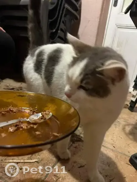 Chat amical trouvé à Sénas - photo