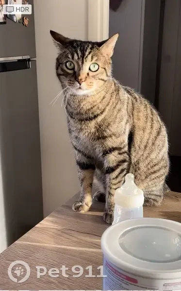 Avis de recherche: Loki, chat tigré - photo