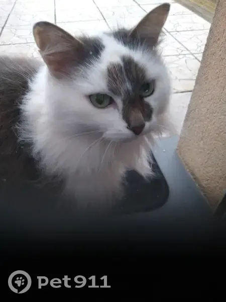 Chatte perdue à Tréon retrouvée - photo