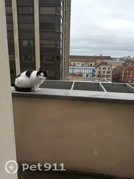 Chat noir et blanc perdu à Belfort - photo