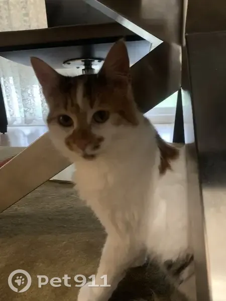 Chat blanc-roux perdu à Chécy - photo