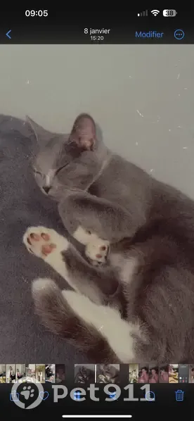 Chat Kimi disparu à Niedermodern - photo